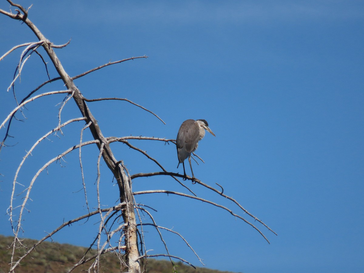 Great Blue Heron - ML474673411