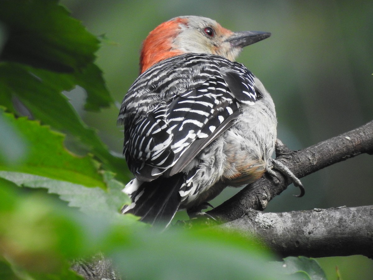 Red-bellied Woodpecker - Zach M