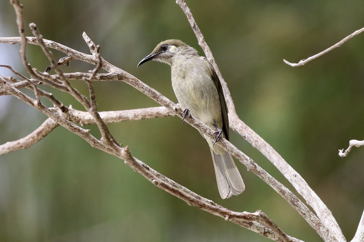 Olive Honeyeater - ML474673811