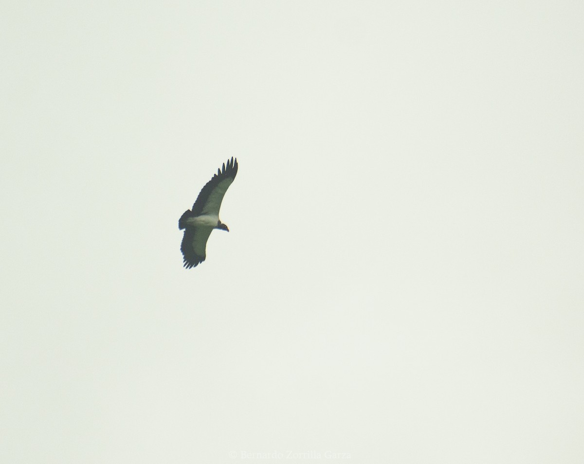 kondor královský - ML474673861