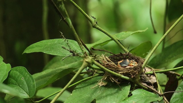 Black-headed Bulbul - ML474674