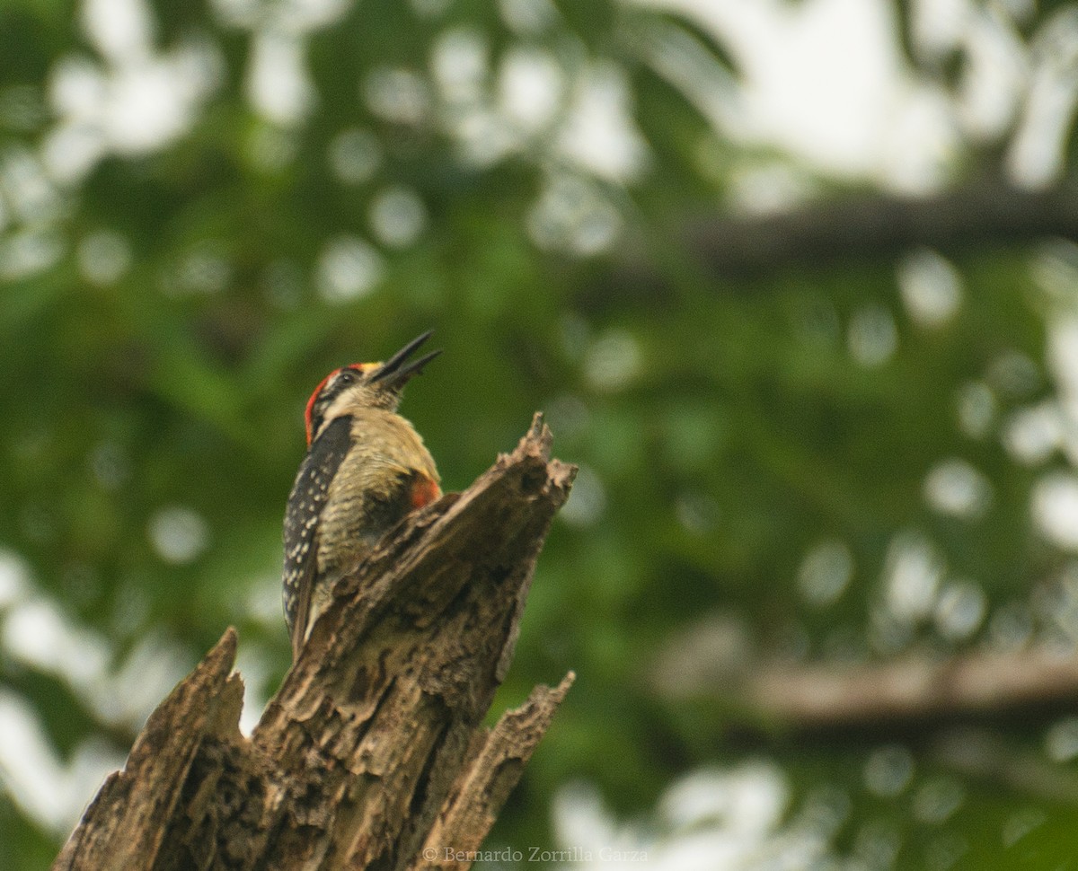 datel černolící - ML474674021