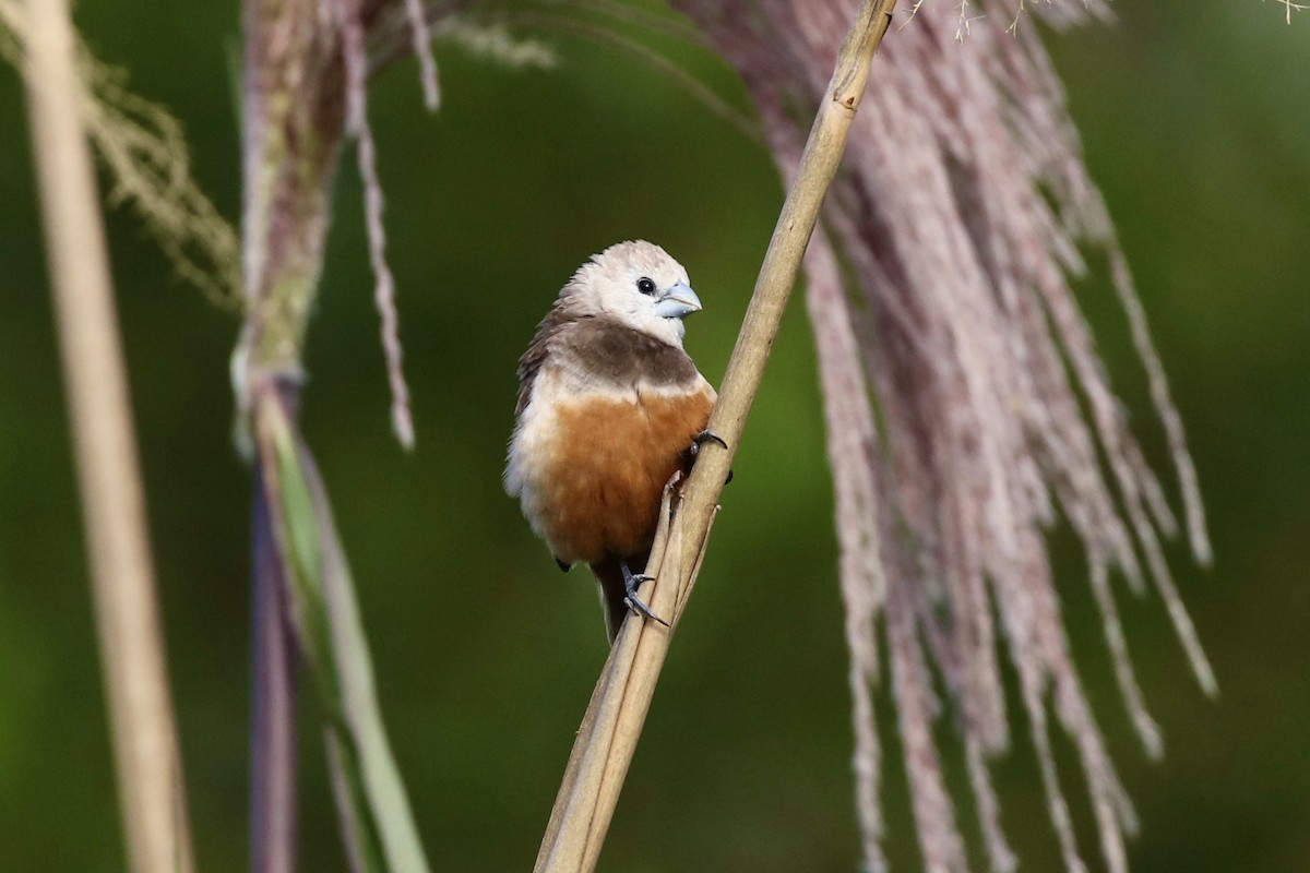 Gray-banded Munia - Jonathan Slifkin