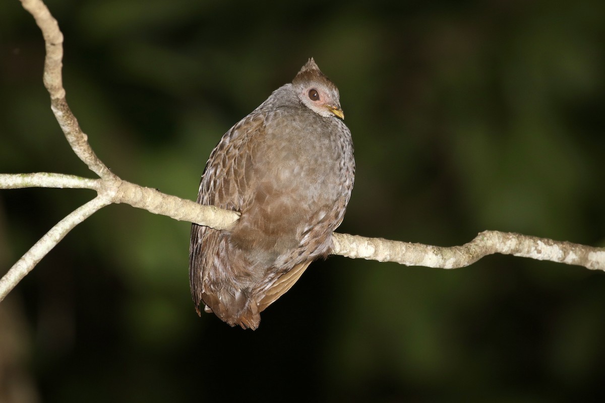 New Guinea Megapode - ML474674231