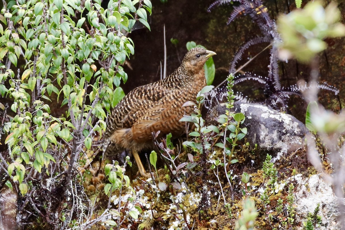 Snow Mountain Quail - ML474674541