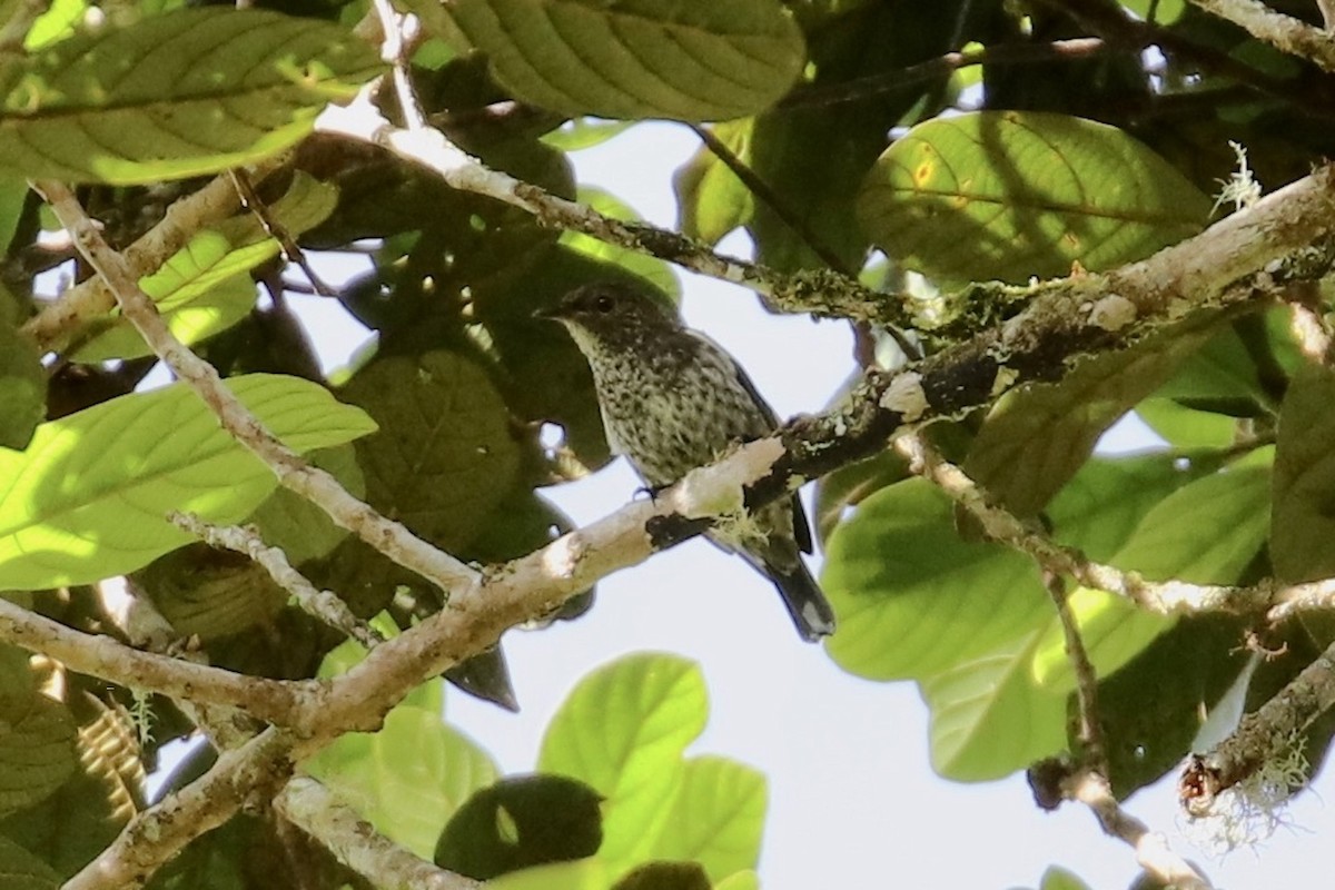 Thick-billed Berrypecker - ML474675251
