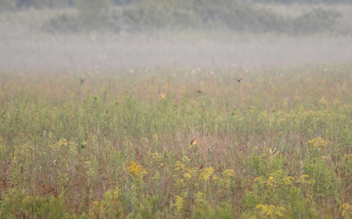 bobolink americký - ML474676051