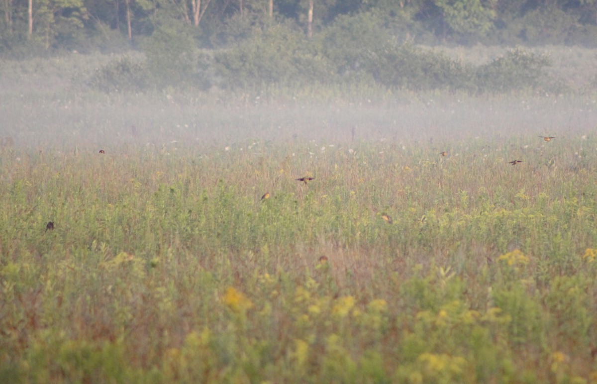 Bobolink - ML474676091