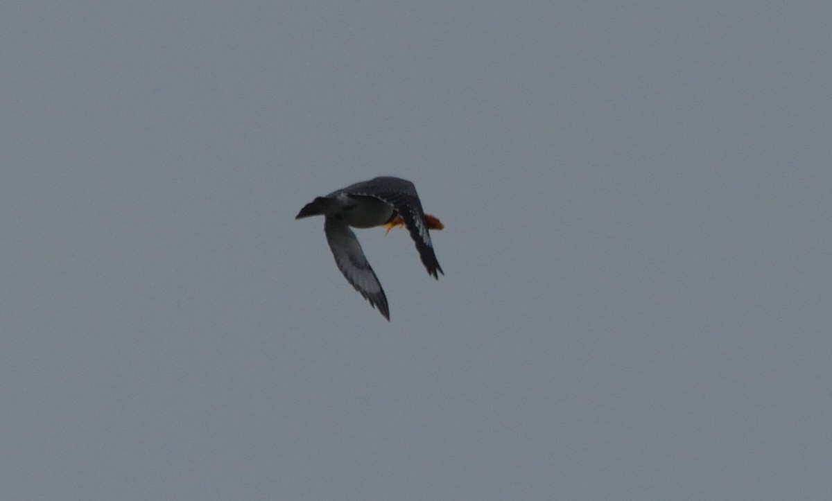 Belted Kingfisher - ML474676151