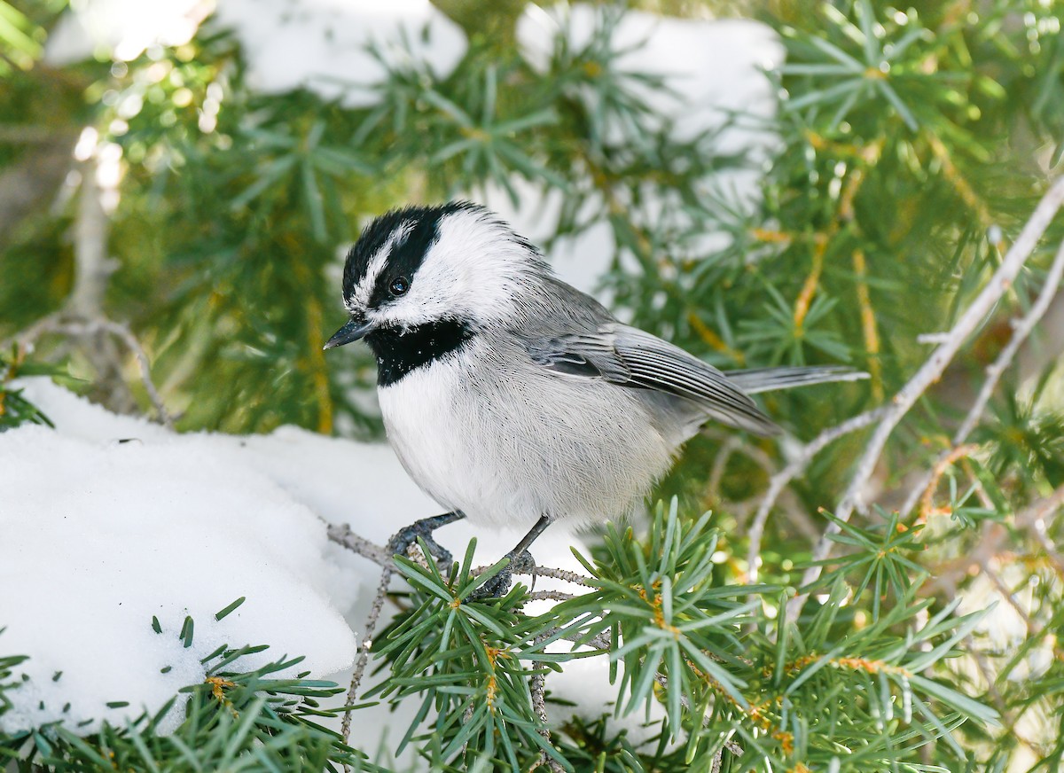 Mountain Chickadee - Vladimir Pravosudov