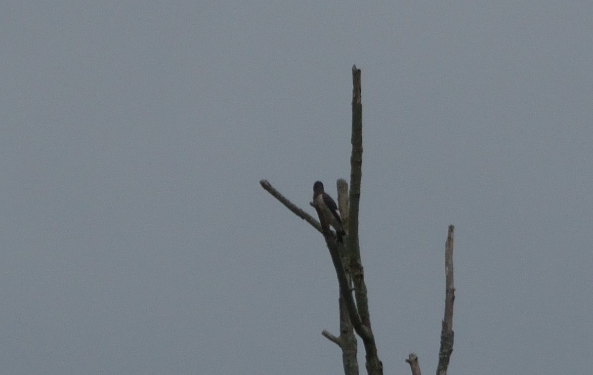 Red-headed Woodpecker - Robert Tonge