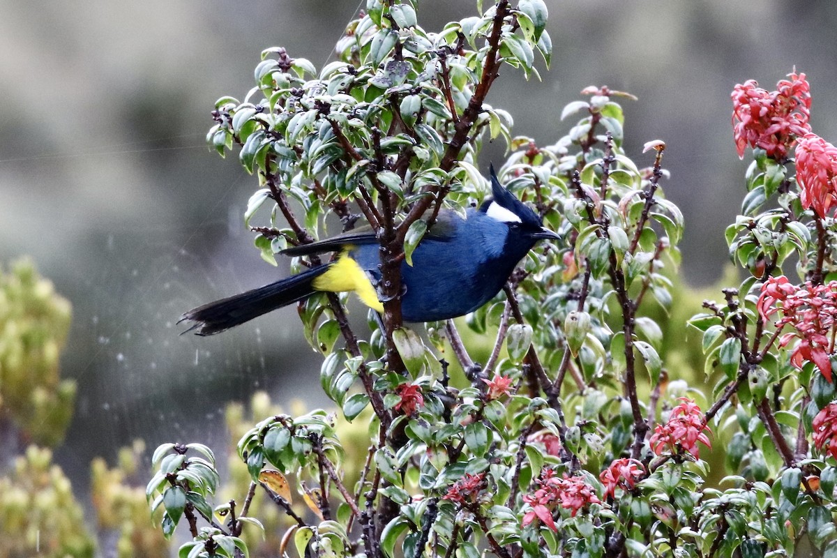Western Crested Berrypecker - ML474677391