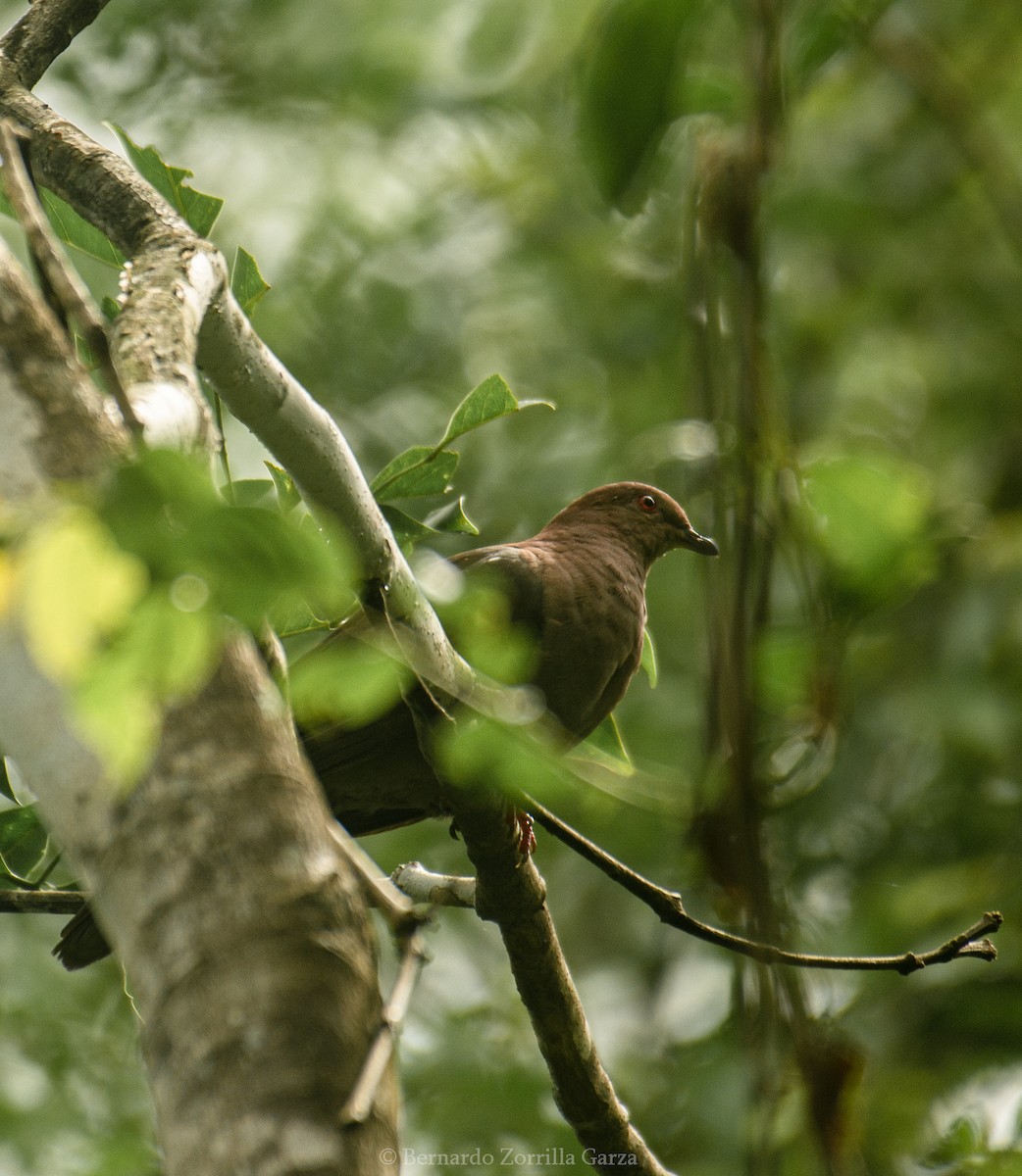 Short-billed Pigeon - ML474677521