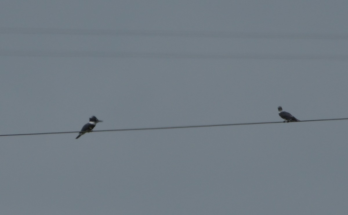 Belted Kingfisher - ML474677971