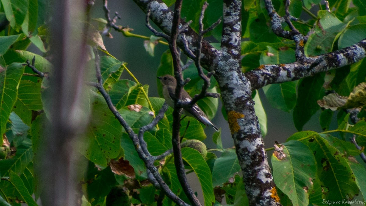 Semicollared Flycatcher - ML474678061