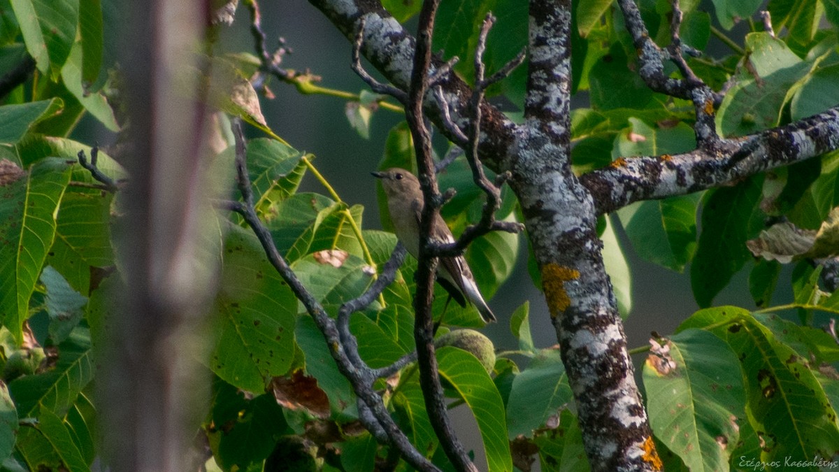 Semicollared Flycatcher - ML474678071