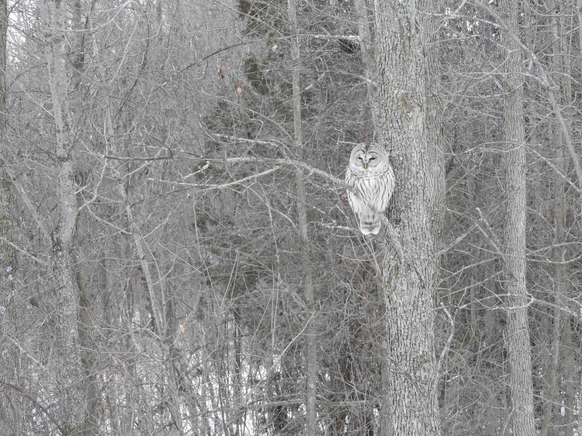 Barred Owl - Scott Gibson