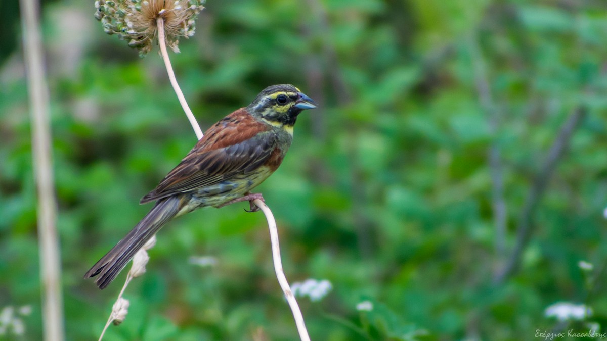 Cirl Bunting - ML474678141