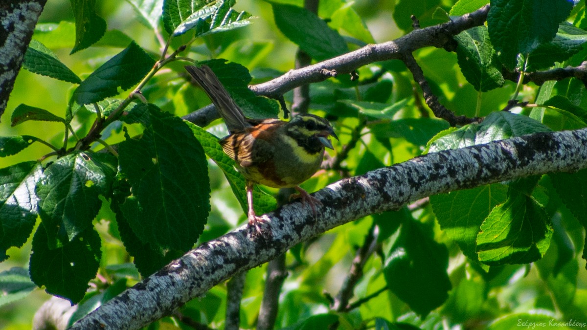 Cirl Bunting - ML474678151