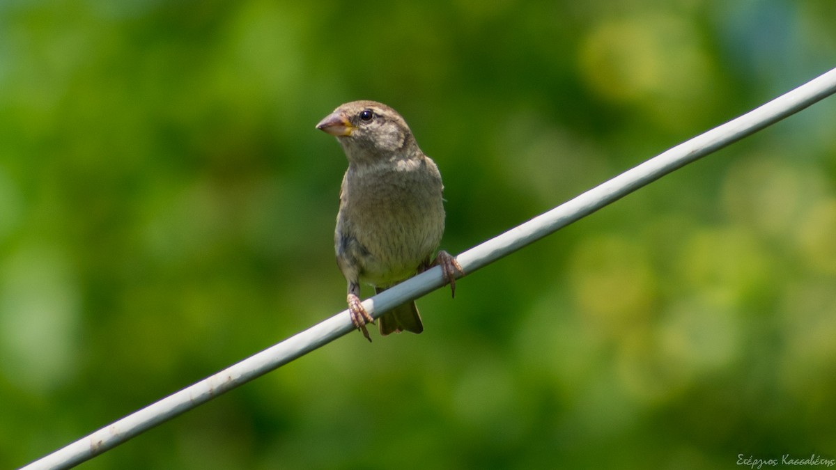 House Sparrow - ML474678171