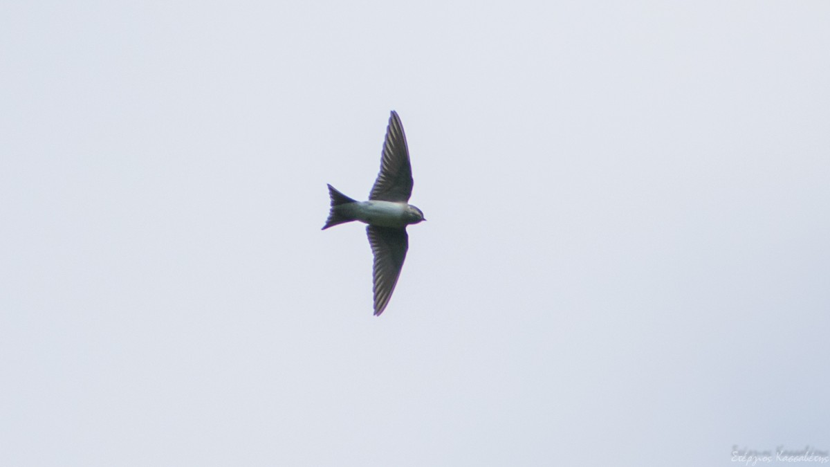 Western House-Martin - ML474678181