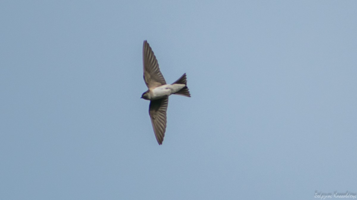 Western House-Martin - ML474678191