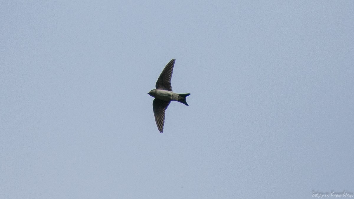 Western House-Martin - ML474678201