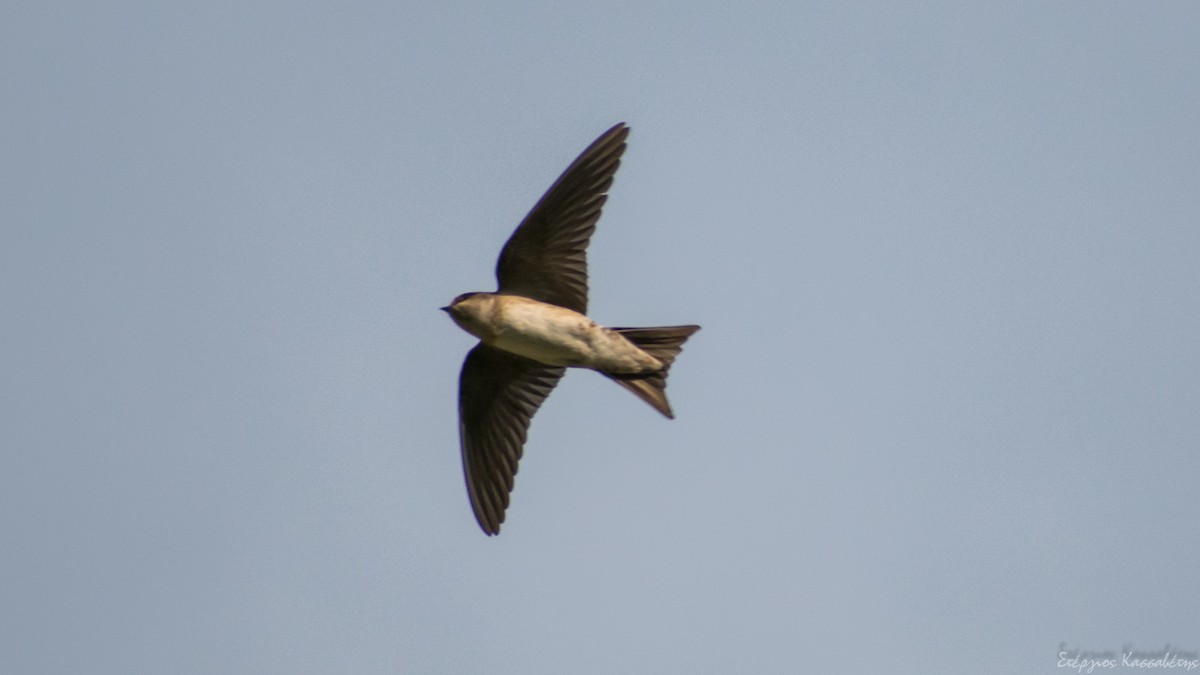 Western House-Martin - ML474678221