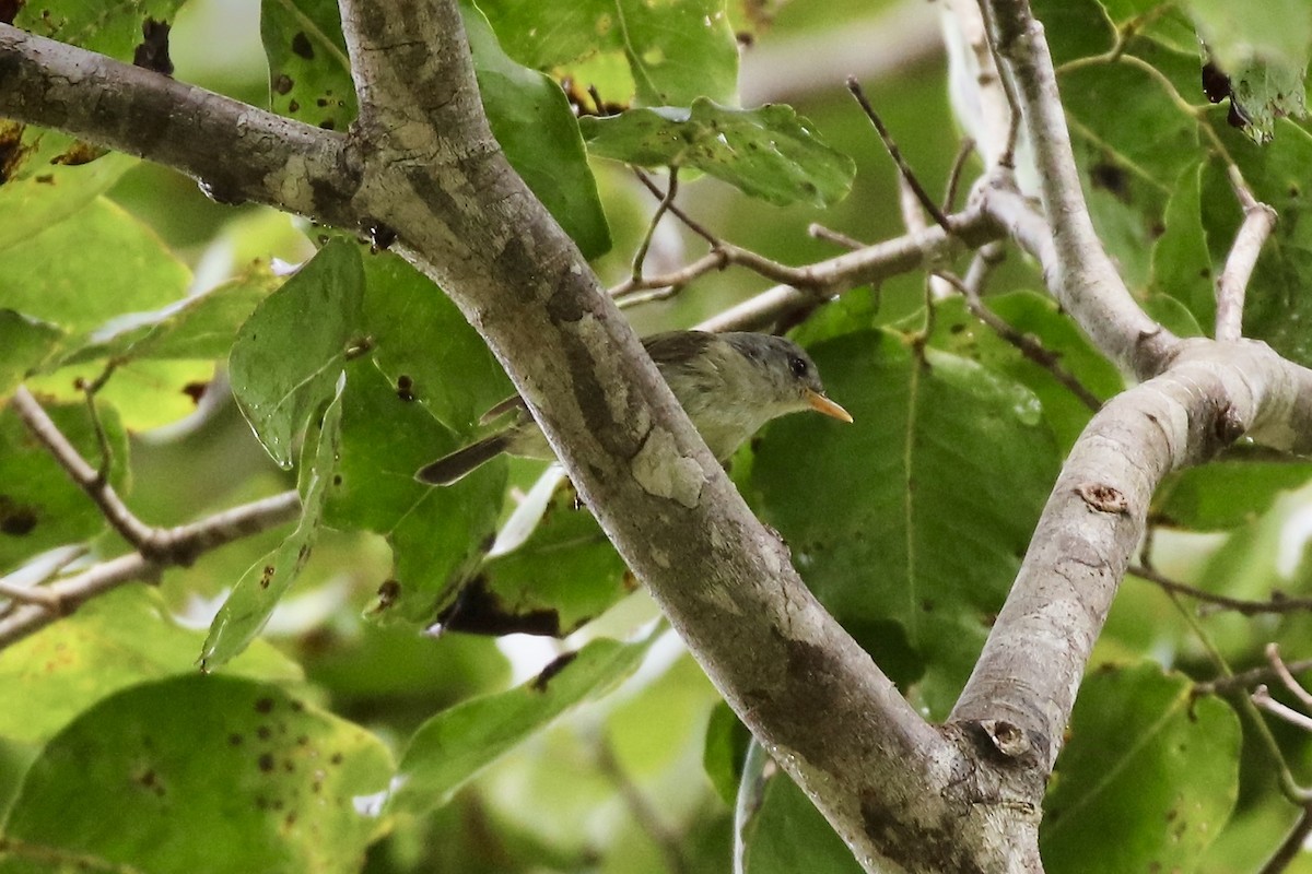 Numfor Leaf Warbler - Jonathan Slifkin