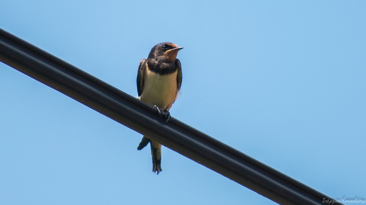 Barn Swallow - ML474678261