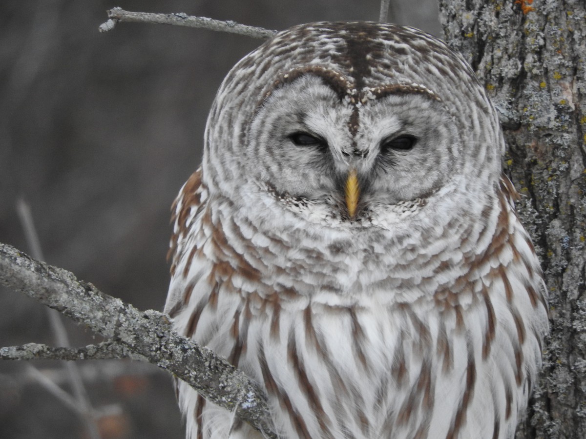 Barred Owl - ML47467871