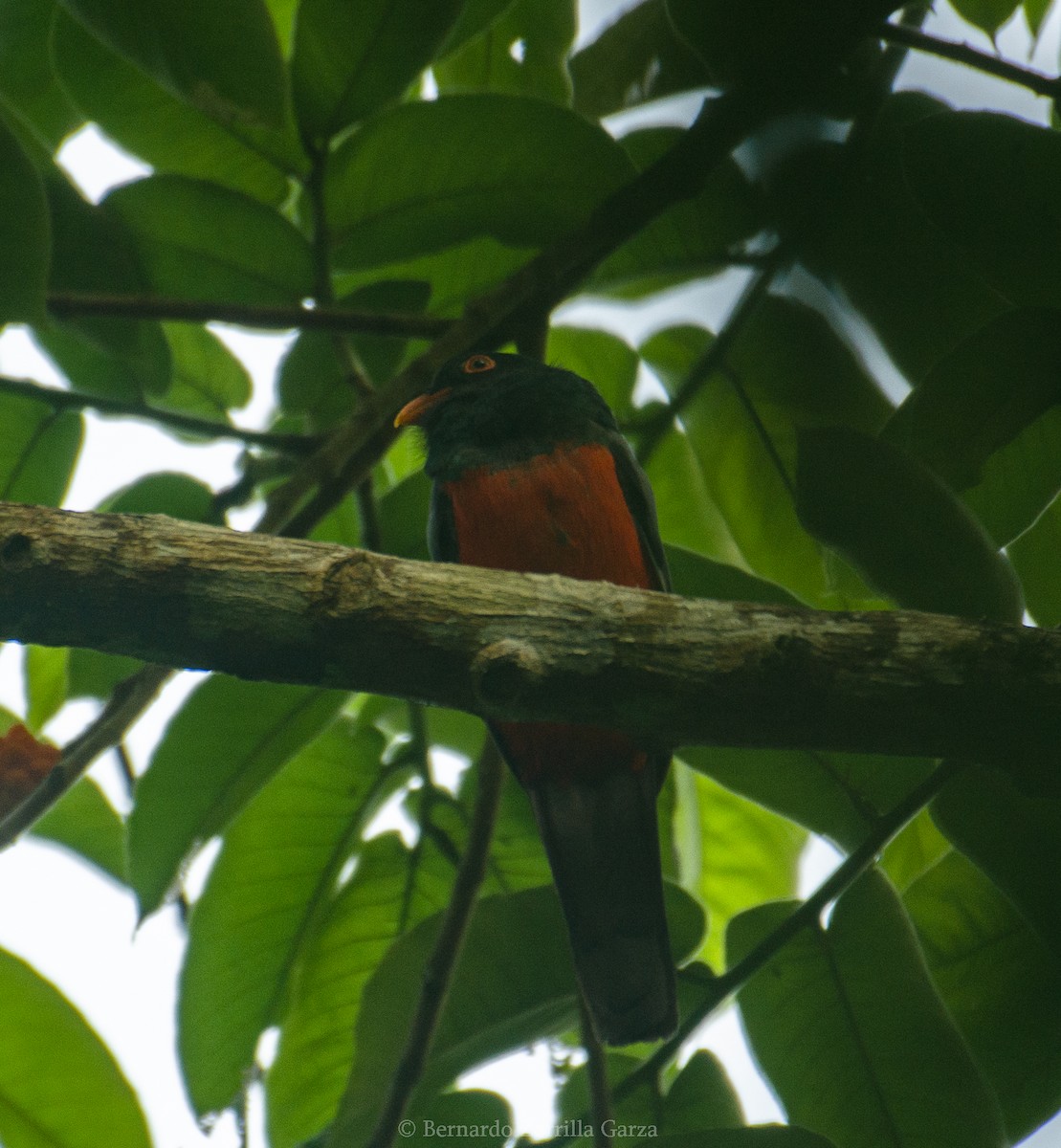 Slaty-tailed Trogon (Massena) - ML474678941