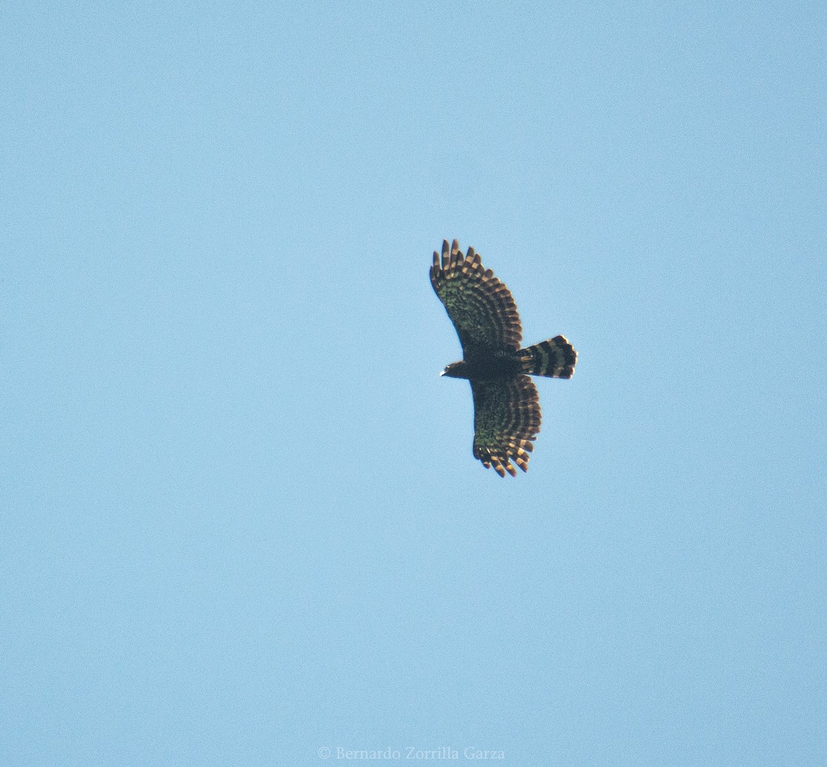 Black Hawk-Eagle - Bernardo Zorrilla Garza