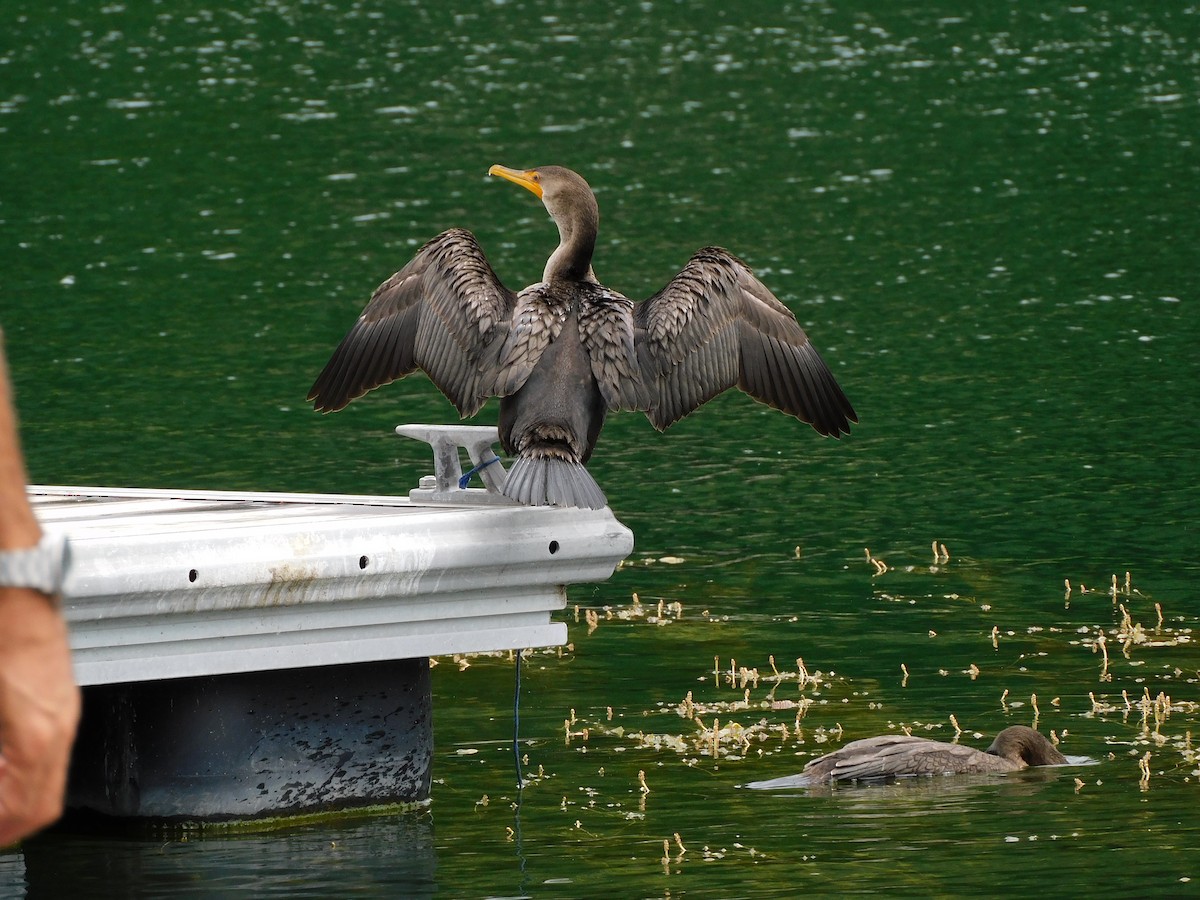 Double-crested Cormorant - ML474679341