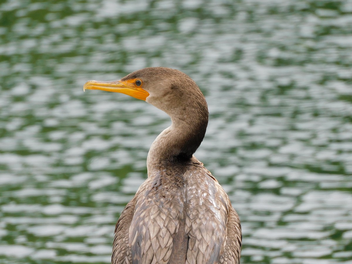 Double-crested Cormorant - ML474679351