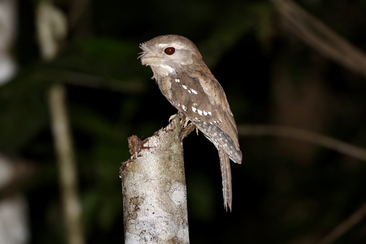 Marbled Frogmouth - ML474679551