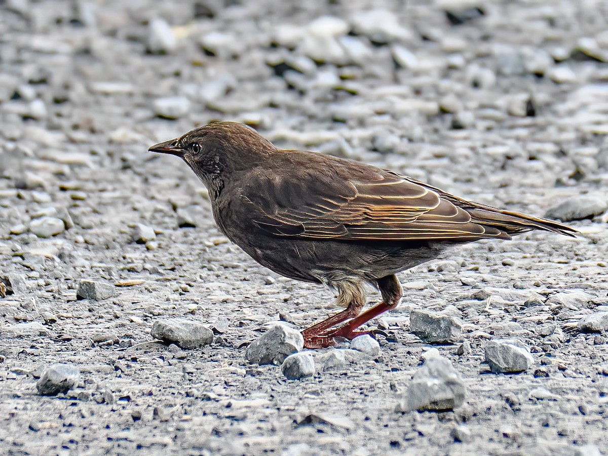 European Starling - Danielle  A