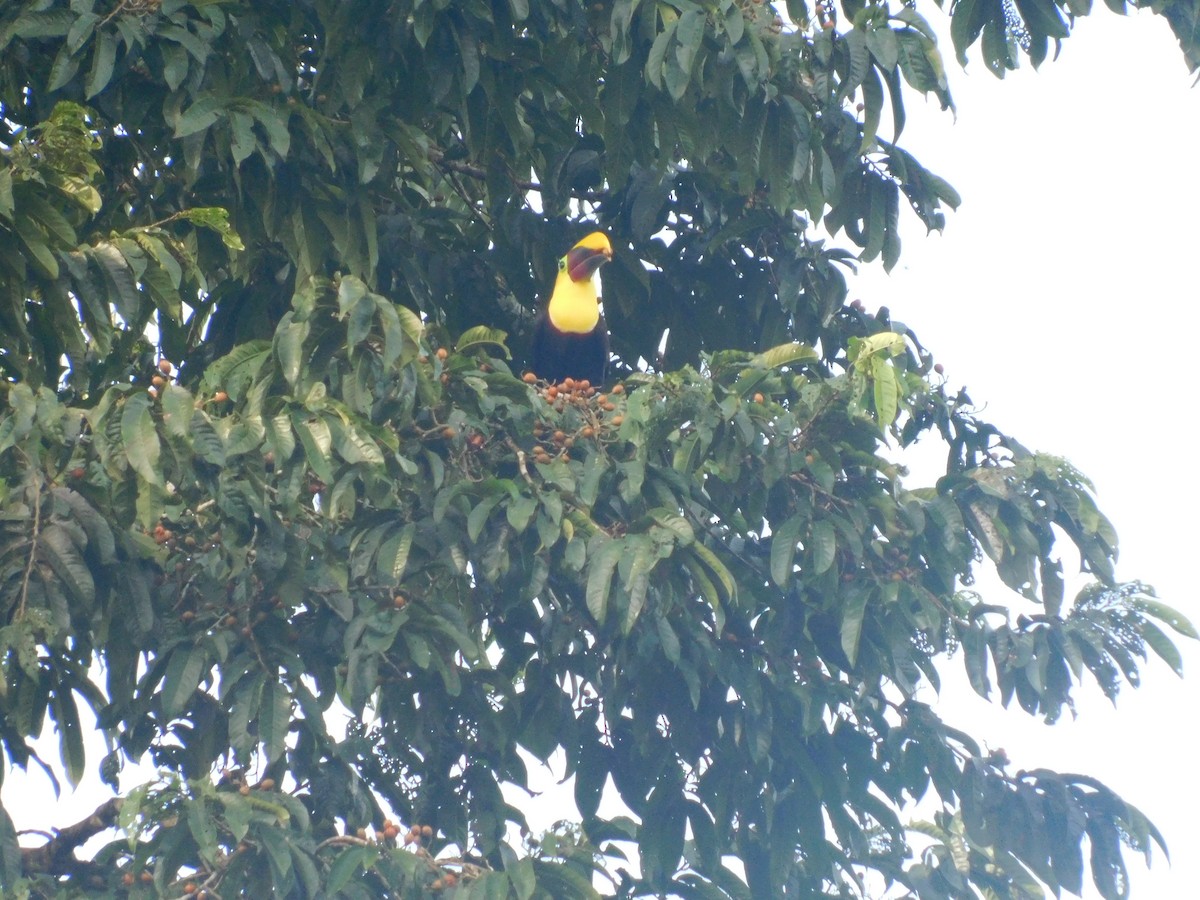 Yellow-throated Toucan - ML47468181