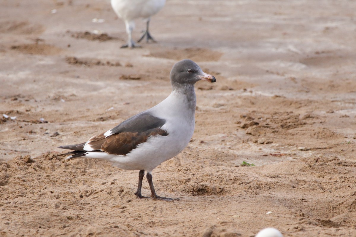 Gaviota Patagona - ML474682441