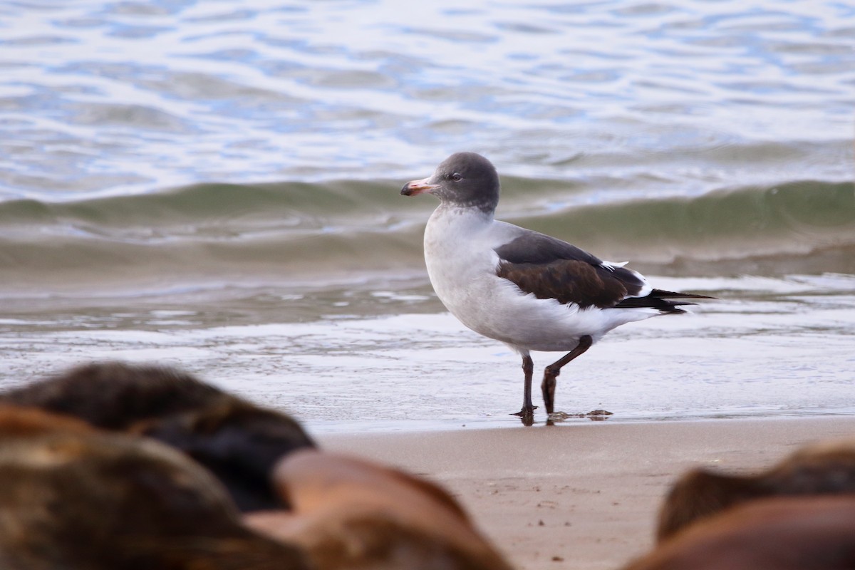 Gaviota Patagona - ML474682641