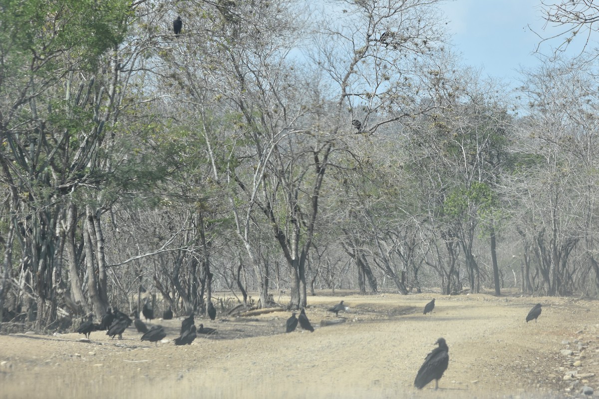 Black Vulture - ML474683111