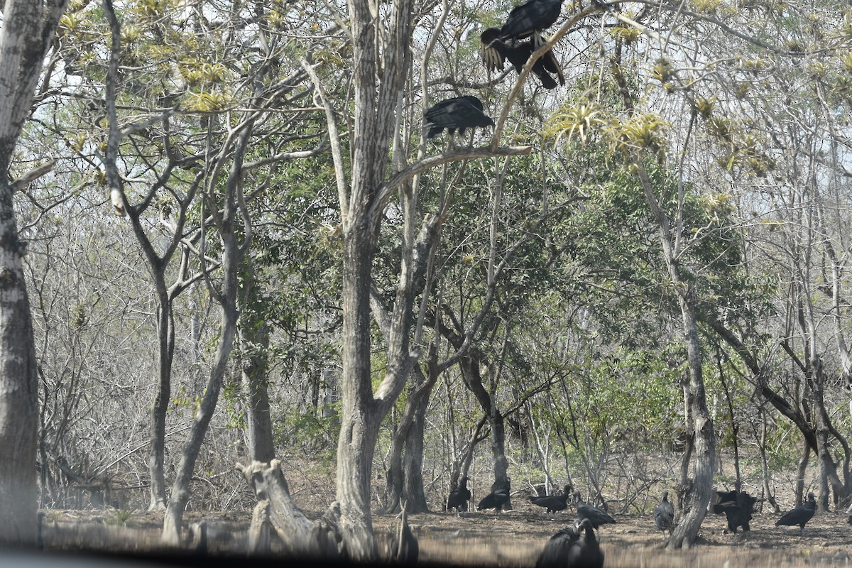 Black Vulture - ML474683151