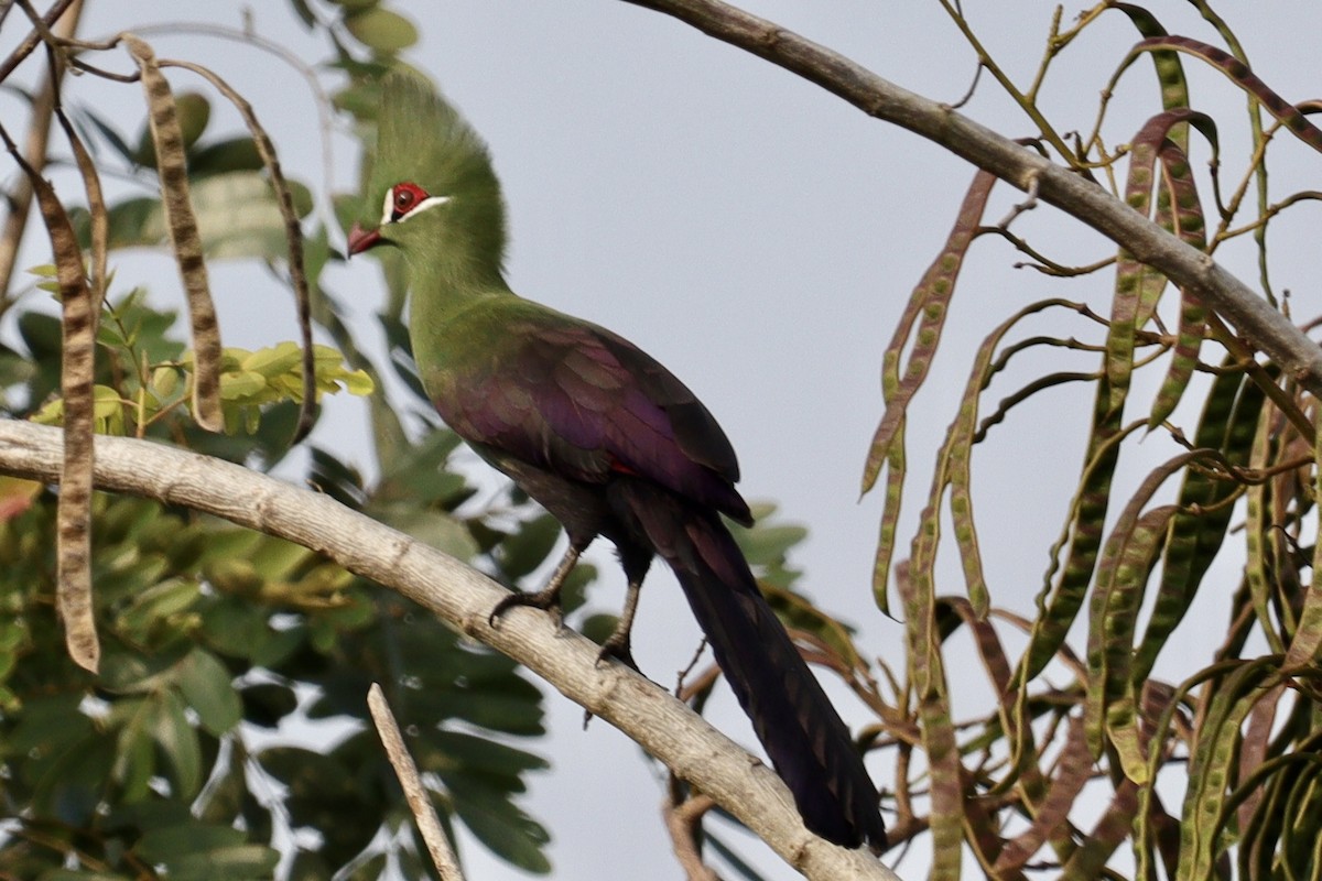 Turaco de Guinea - ML474684421