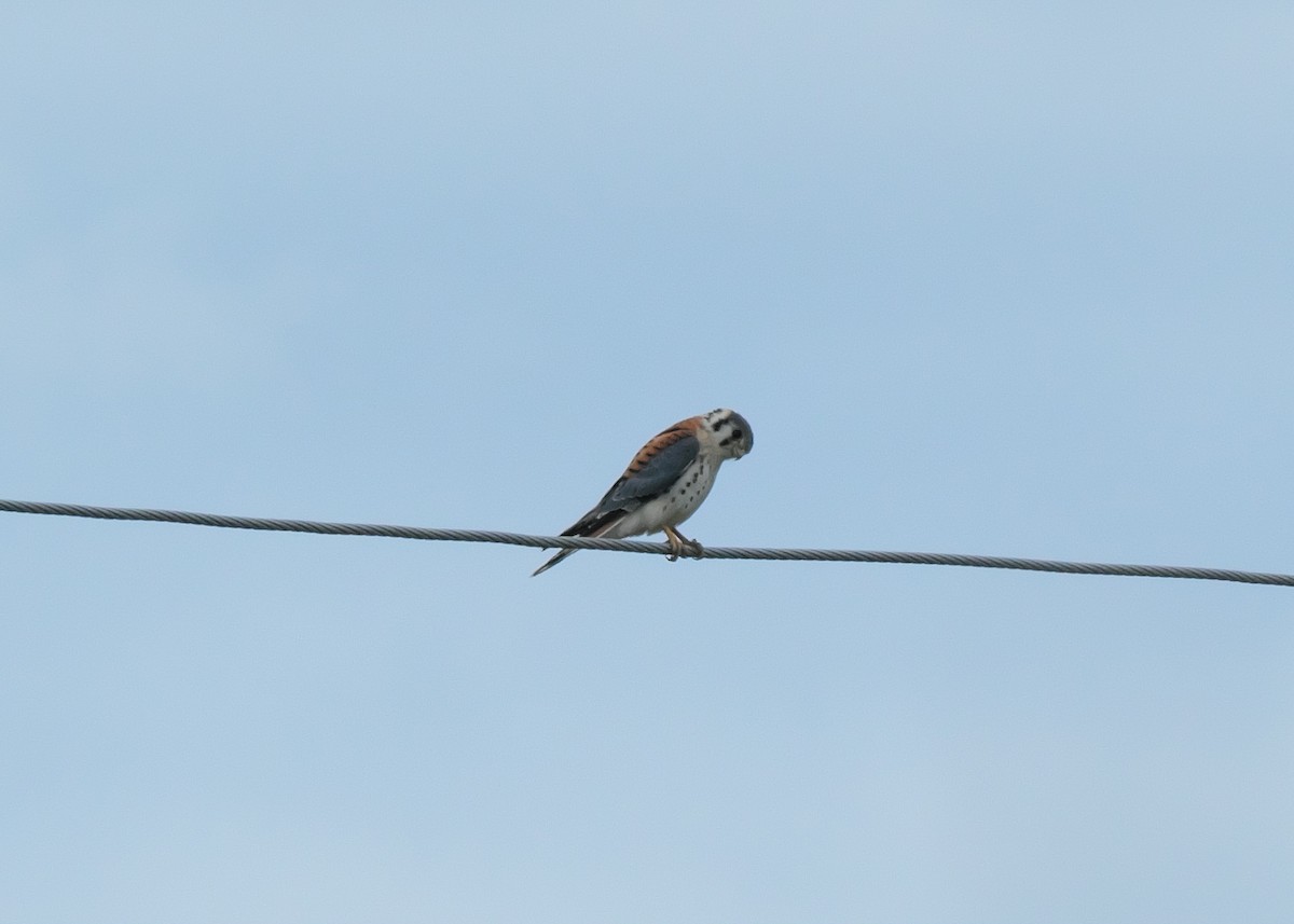 American Kestrel - ML474685051