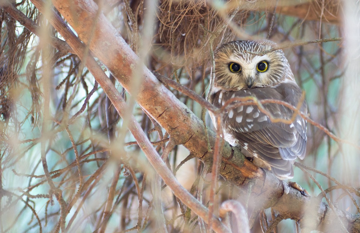 Northern Saw-whet Owl - ML474685931