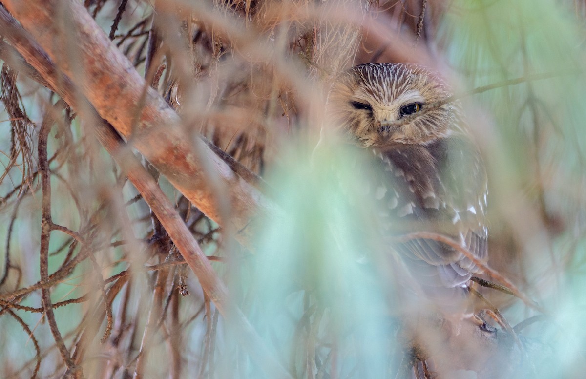 Northern Saw-whet Owl - ML474685941