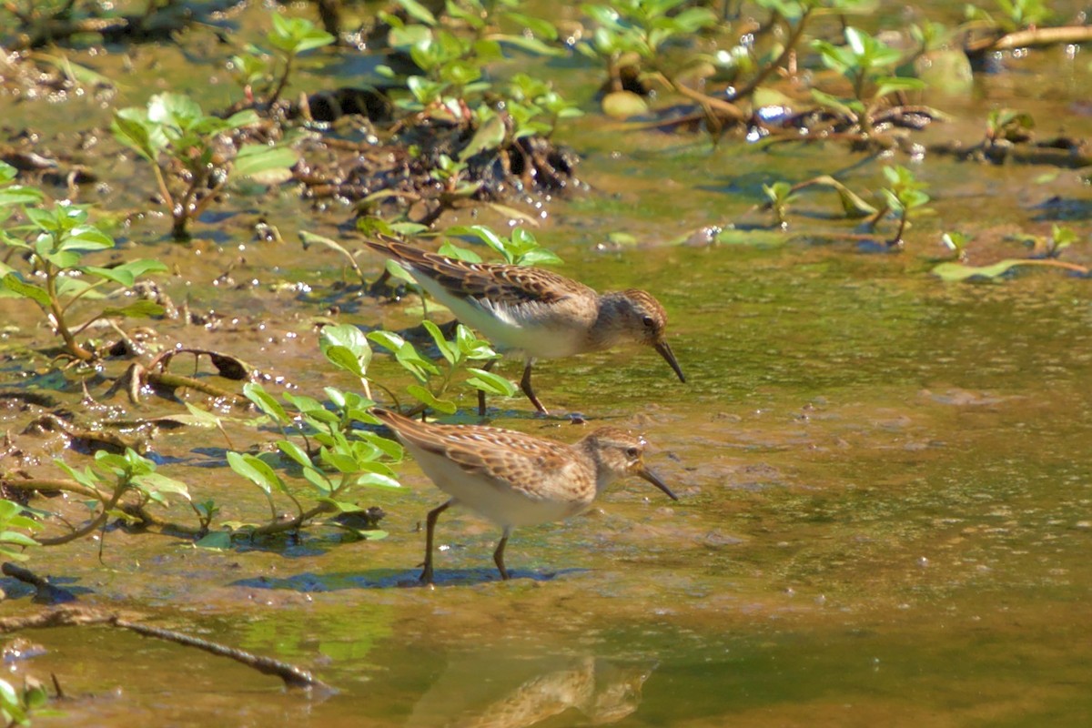 Least Sandpiper - ML474686161