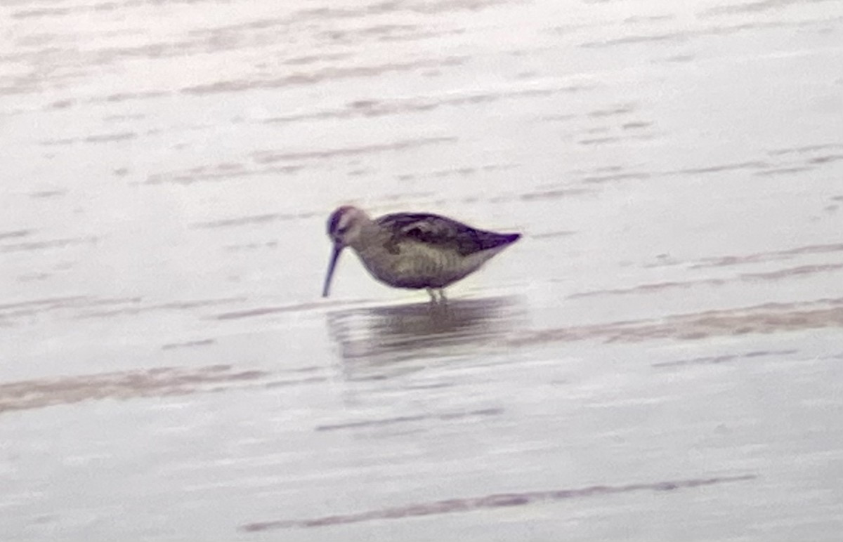 Stilt Sandpiper - ML474686311