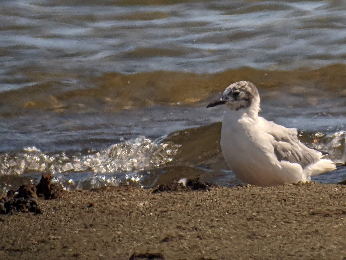 Mouette de Bonaparte - ML474686631