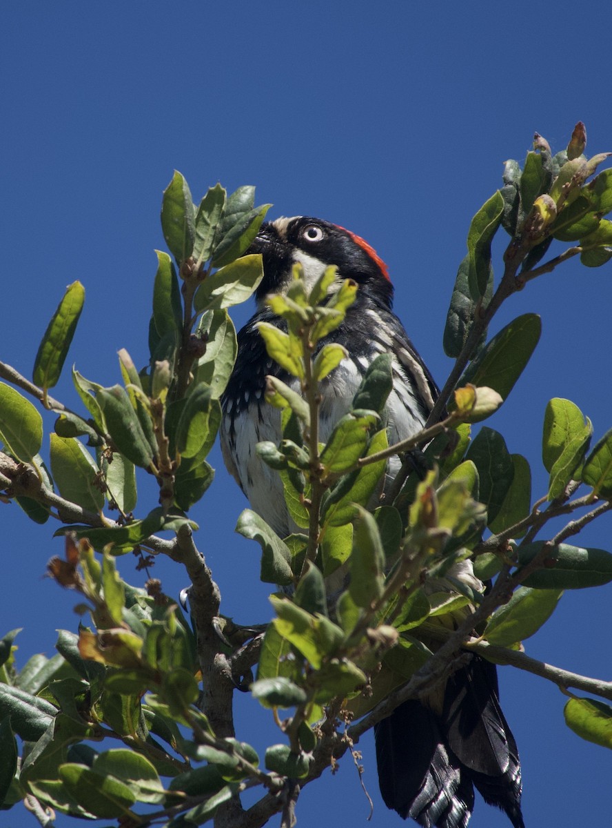 Acorn Woodpecker - ML474686691